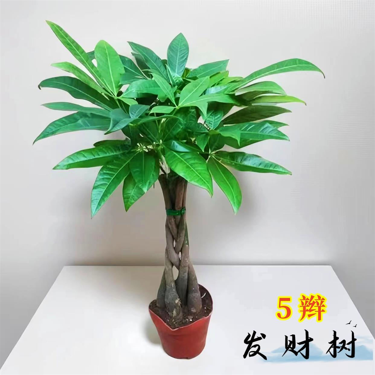 辫子发财盆栽大四季树常青组合绿植植物金钱树室内净化空气招财树