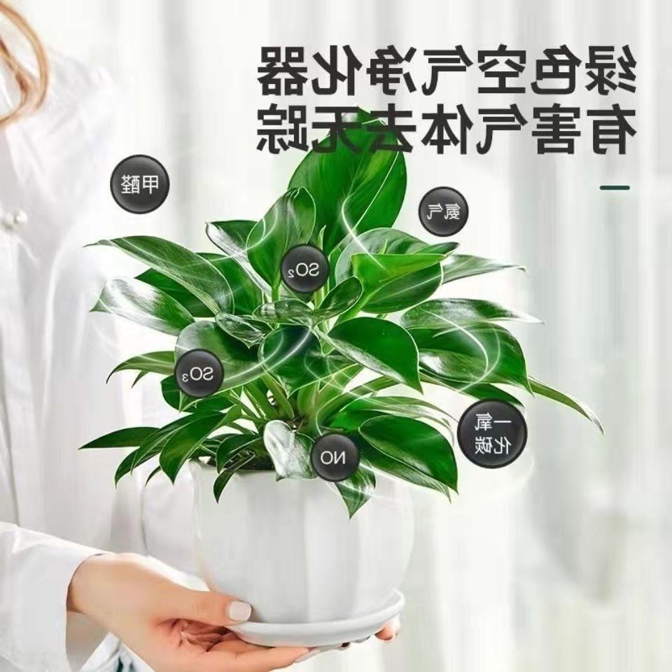 铂金钻盆栽绿萝箩花卉植物室内花水培绿植多肉好养发财树高颜值花
