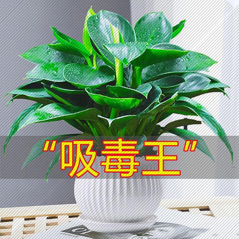 金钻盆栽植物绿公主水培绿植万年青花卉多肉办公室内吸除好养