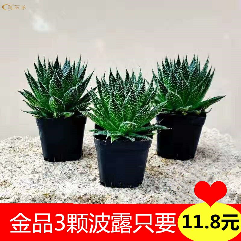 多肉盆栽组合仙万重山人掌植物花卉办公室桌面客厅防辐射肉肉绿植