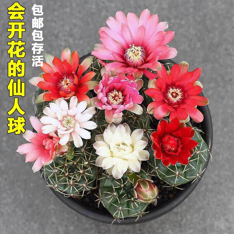 开花仙人绯球花玉室内花卉仙人掌防辐射桌面绿植肉多肉植物小盆栽