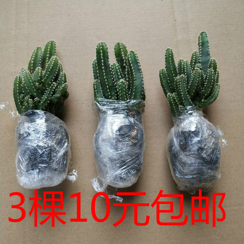 不夜城芦万重山荟仙人掌多肉植物花卉办公室桌面小盆栽植物防辐射