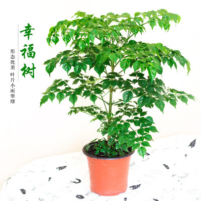 幸福树盆树植物平安栽发财树客厅办公室内花卉大小型绿植盆景