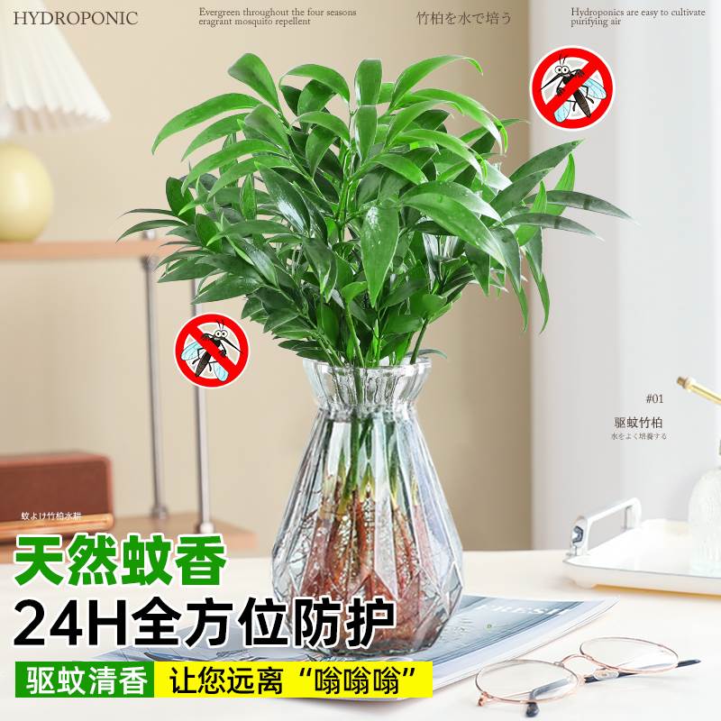 驱蚊竹柏内好植物水培养盆栽驱蚊草四季常青桌面水养花卉绿植好养