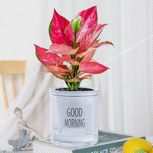 万年吉利红如意皇后盆栽水培植物办公室内花卉绿植九里香多肉易活