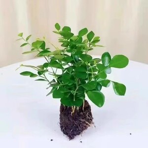 正宗清香盆栽花胡椒木卉室内外驱蚊草植物树苗老桩盆景九里香绿植