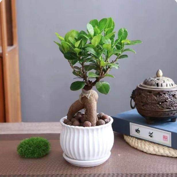 小榕树人榕盆台栽树绿好植花卉室内客厅阳常绿参养