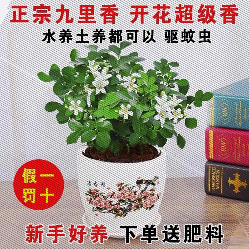 九里香盆栽植物苗七里香浓香老桩室内阳台开花好养花卉