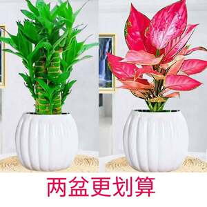 步步高升摆水富贵盆栽室内培植物净化空气竹季常四青客厅招放财竹
