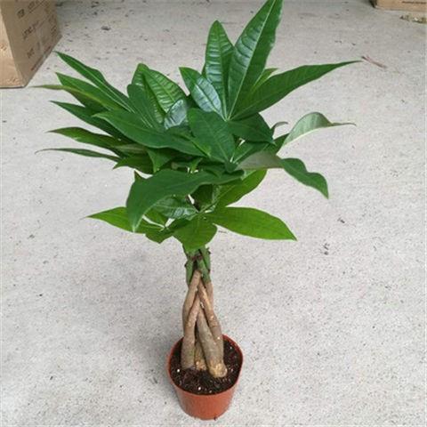 发财树盆大辫子四季栽常青组合绿植植物金钱树室内净化空气树
