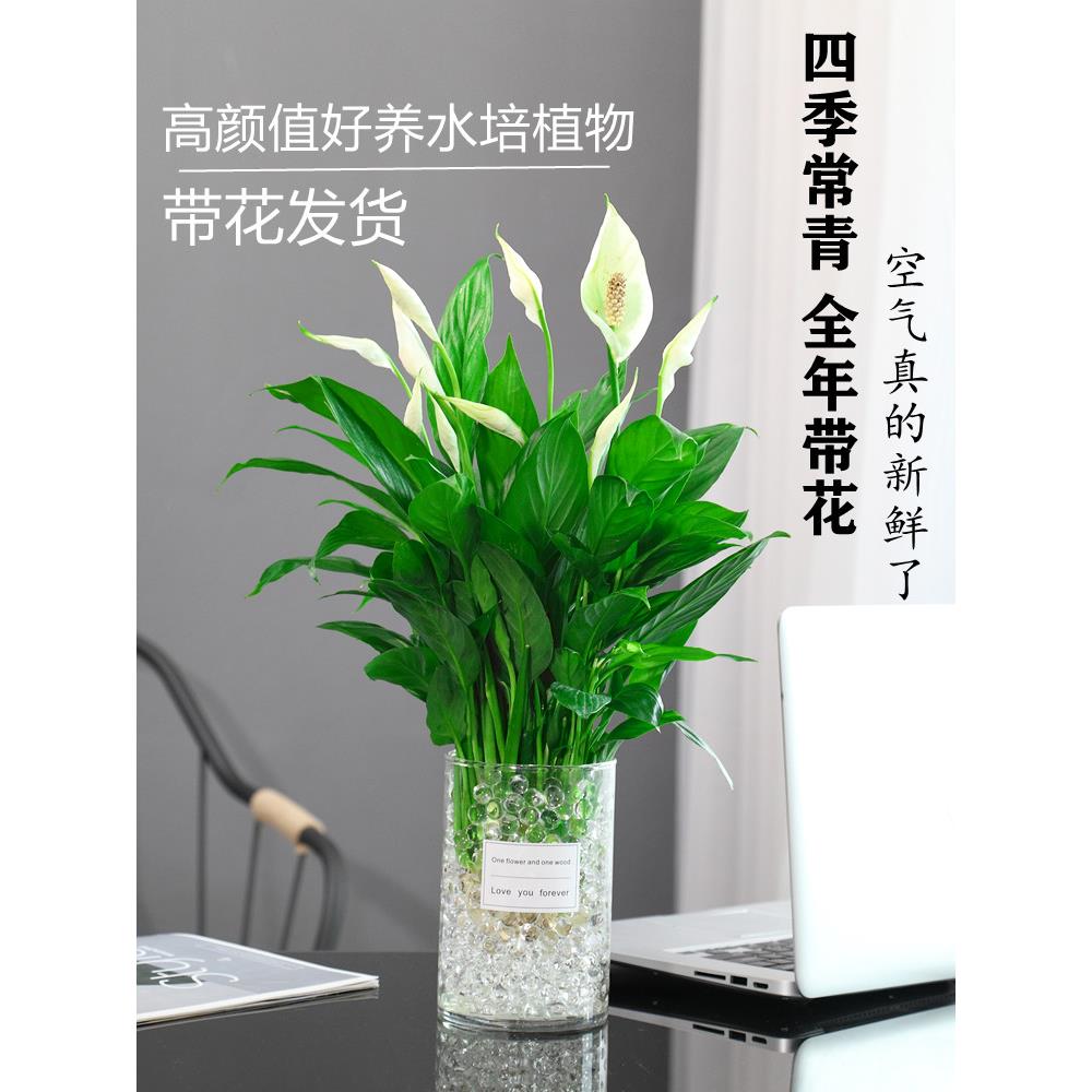水培植物盆栽一帆风顺白掌花卉植物室内吸甲醛绿萝绿箩好养绿植