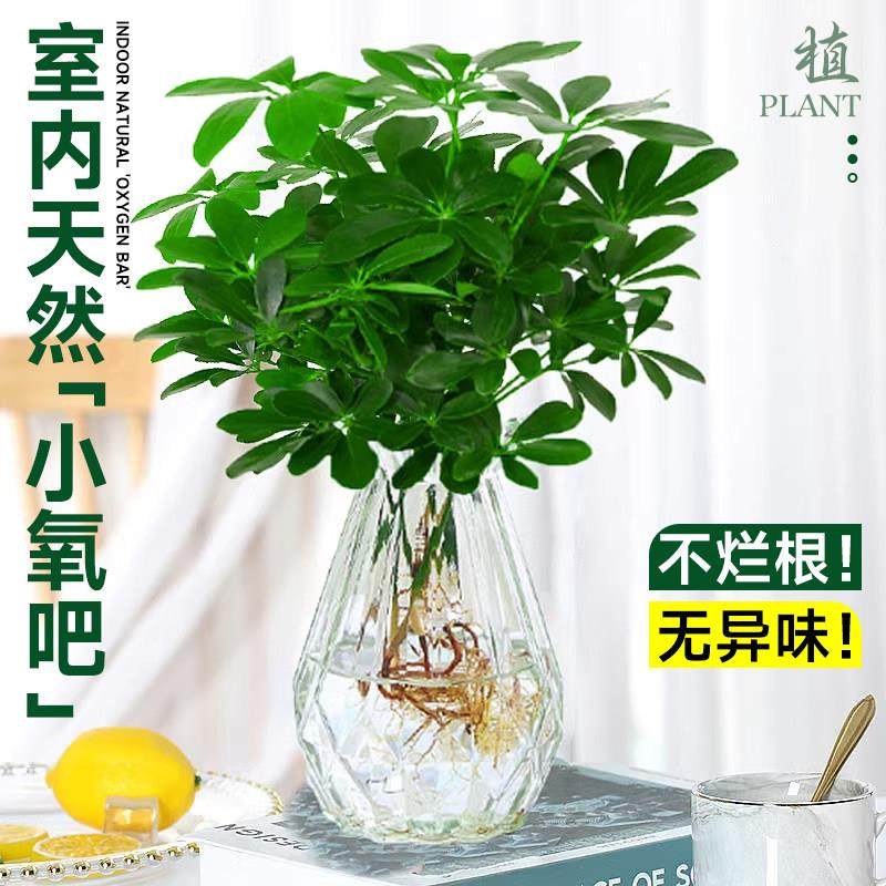 水培植物叶栽莲八招财方来财鸭脚室内木绿植七盆花卉发财树树水养