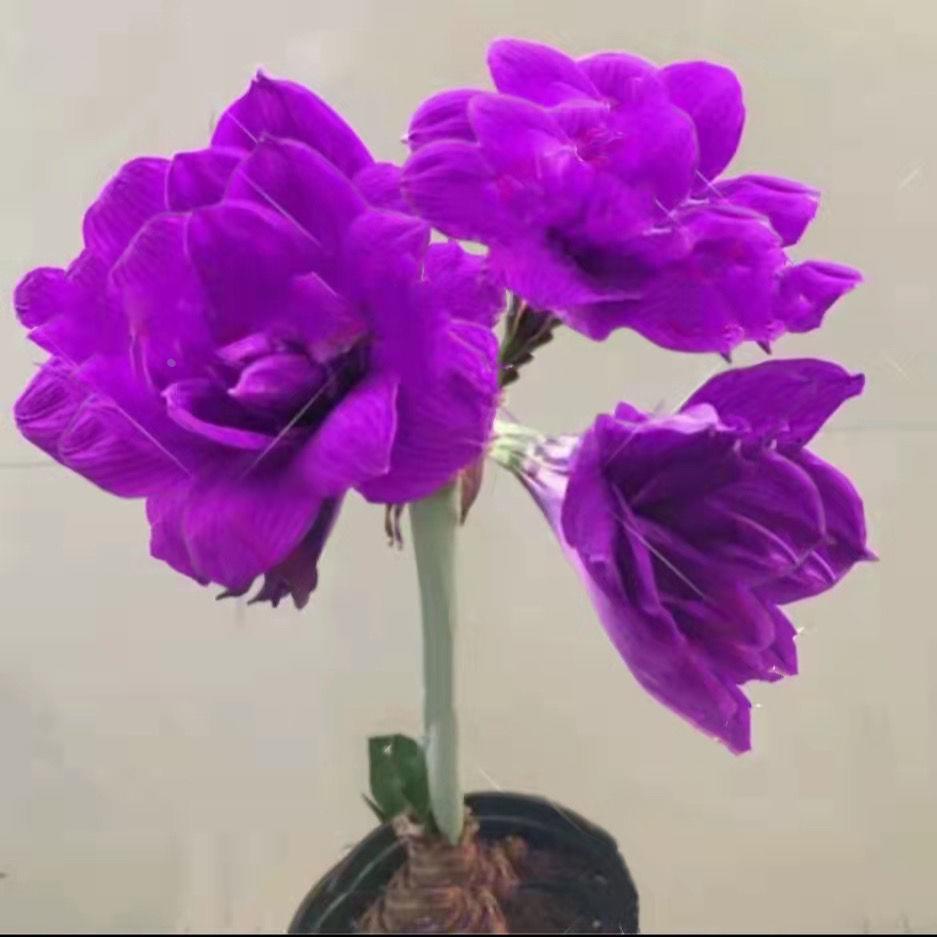 【常年开】进口荷兰花重瓣朱顶红种球四季开花室内盆栽浓香型花卉