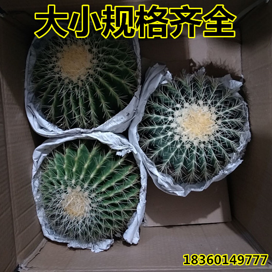 超大美国金虎狂仙人球刺金虎办公室内盆栽花卉多肉植物防辐射客厅