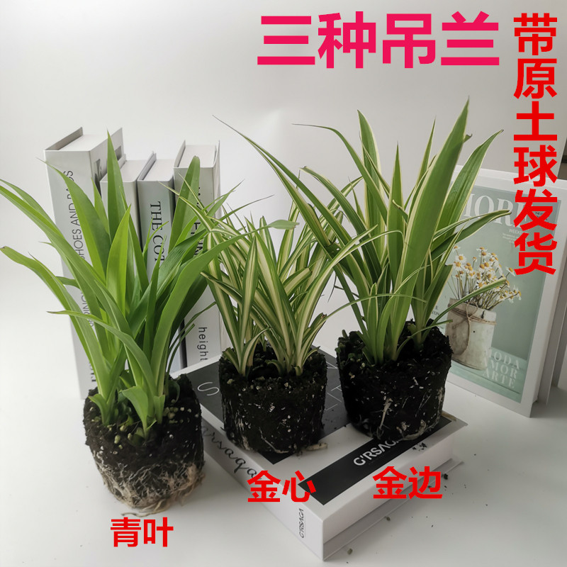 吊兰盆栽吊兰金边金心吊兰青叶吊兰室内植物绿植兰花除甲醛桌面