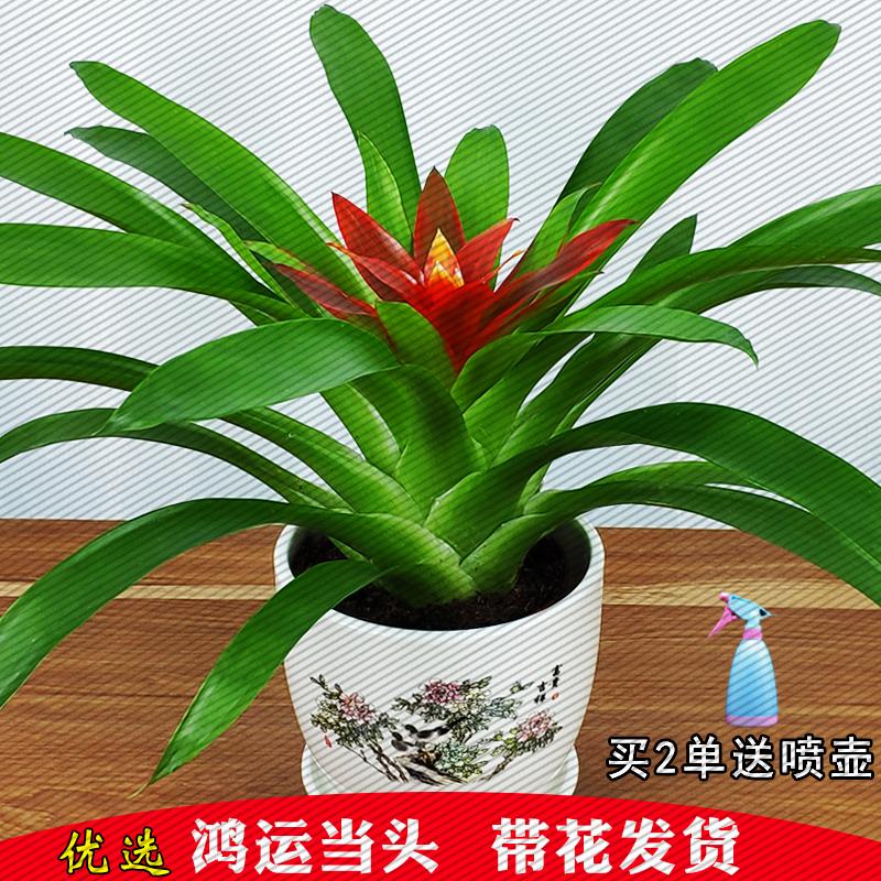 鸿运当头盆栽花卉植物室内花客厅好养活凤梨水培绿植阳台