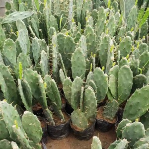 新鲜仙人掌多肉植绿色物盆栽可嫁接食用仙人掌米邦塔美容外敷内服