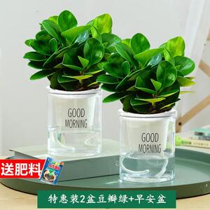 碧玉盆栽绿植室内盆景豆瓣绿美观客厅桌面小绿植四季常青净化空气