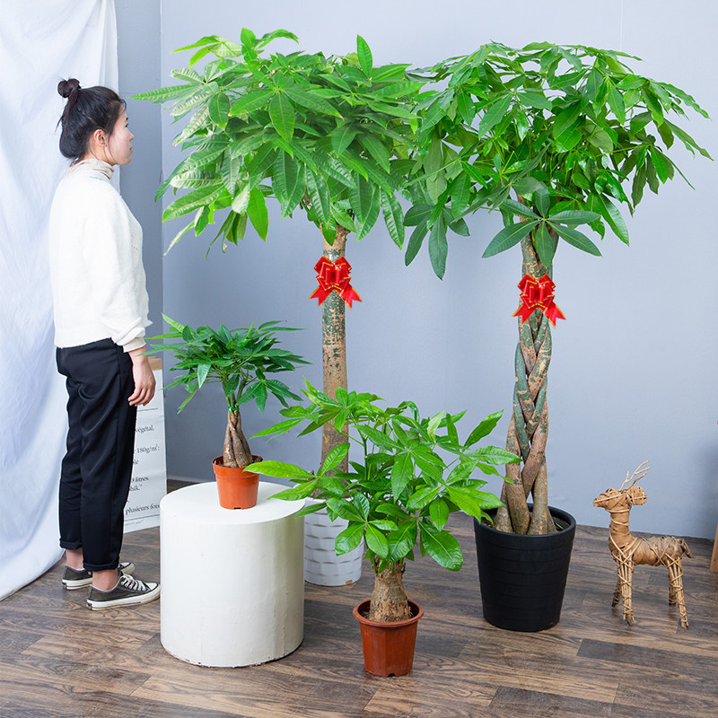 大颗发财客厅树盆栽大型树桩辫子植物办公室内店铺开业绿植好养大