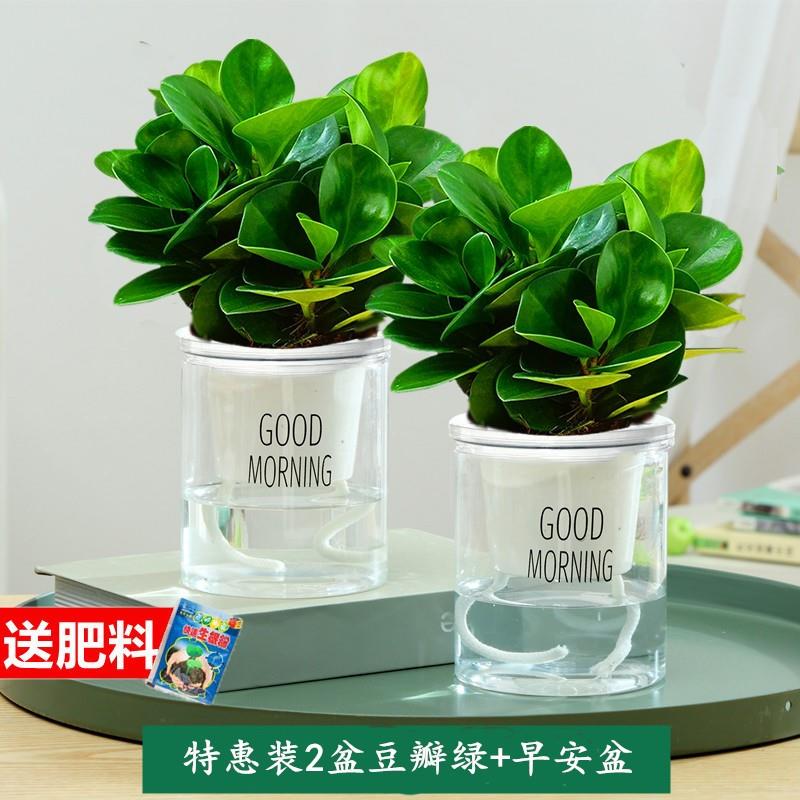 碧玉盆栽绿植室内盆景豆瓣绿去甲醛客厅桌面绿植四季常青净化空气