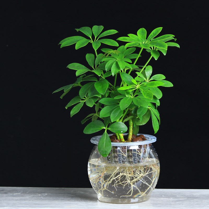 七叶莲鸭办公盆栽脚木室内植物四季常青桌面小绿植包邮