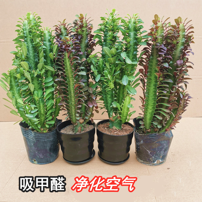 龙骨植物客厅阳台盆栽吸甲醛净化空气室内仙人掌玉麒麟耐旱植物
