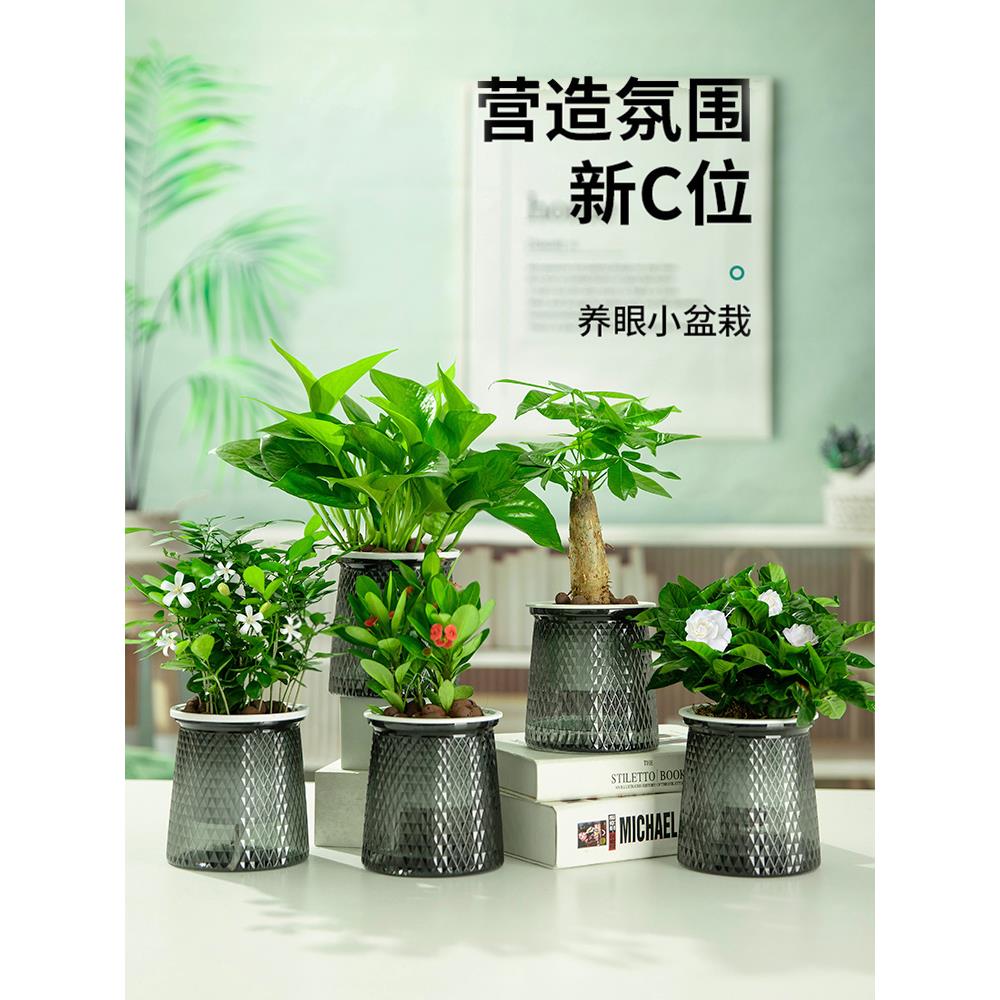 绿萝发财树盆花卉文竹栽室内植物绿箩吊兰富贵竹水培绿植四季好养