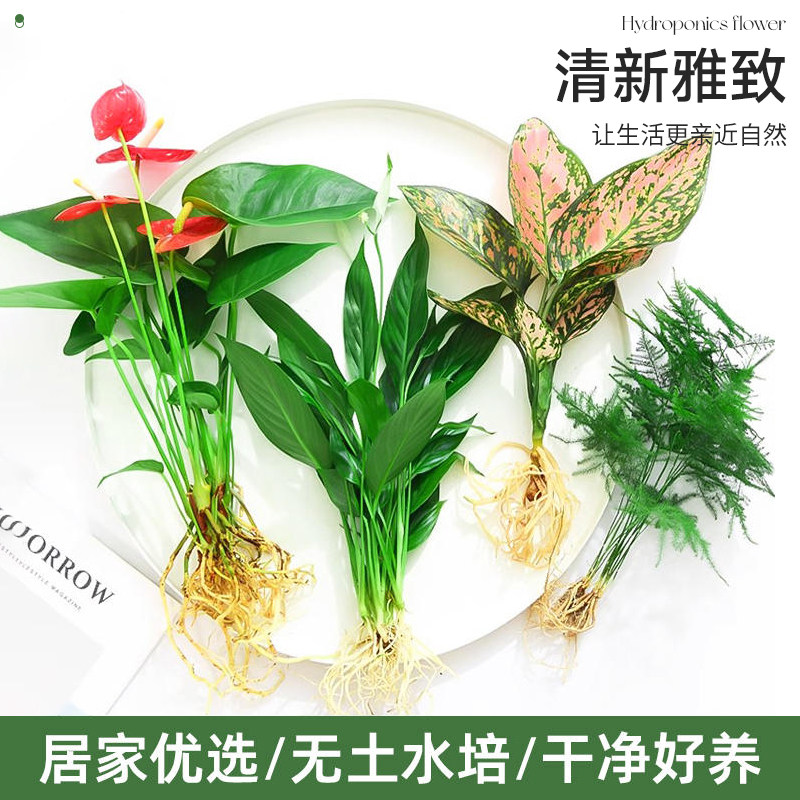 花卉盆栽室内植物水培花绿植四季水生好养活绿萝富贵文竹芋红白掌