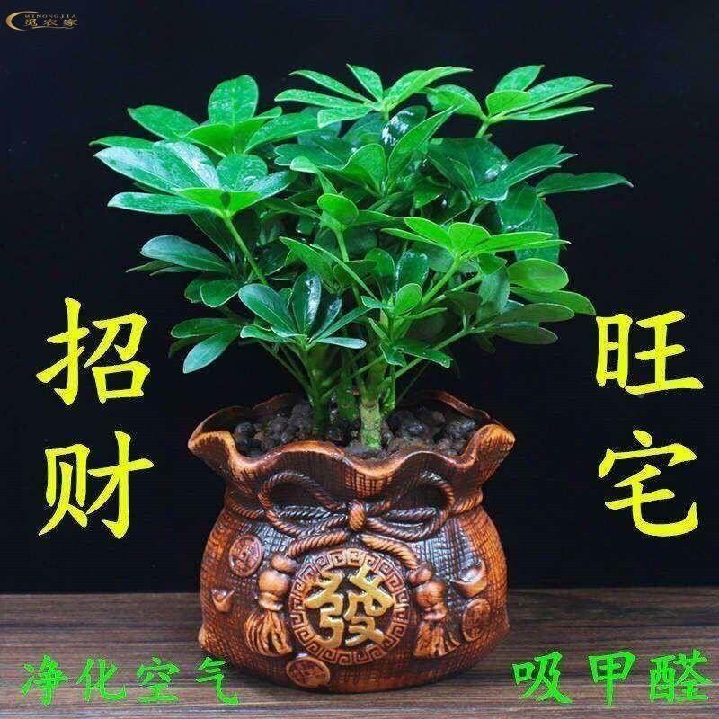 七叶花植鸭物四季常青脚木八方来财七叶莲招财树花卉盆栽室内
