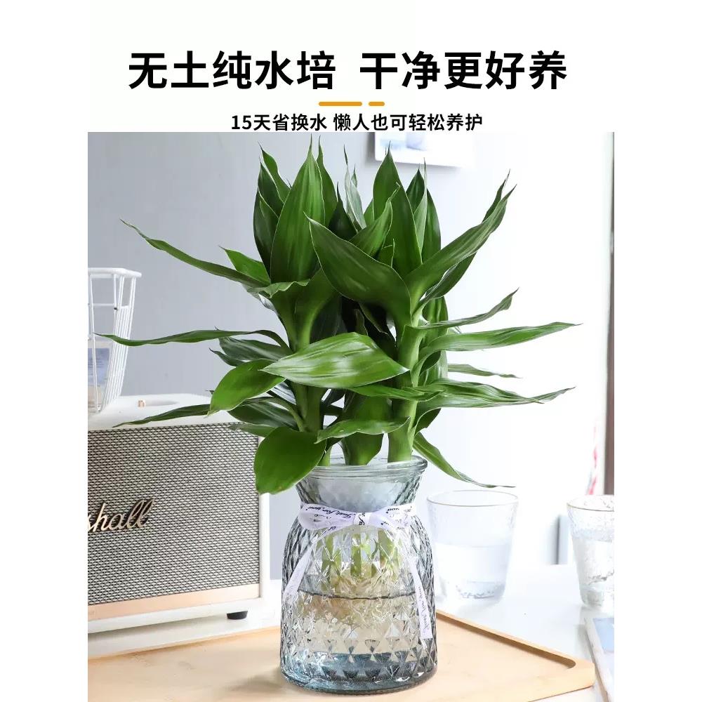 富贵竹水观音竹培植物带根室内盆栽花卉绿植绿萝转运竹子客厅水养