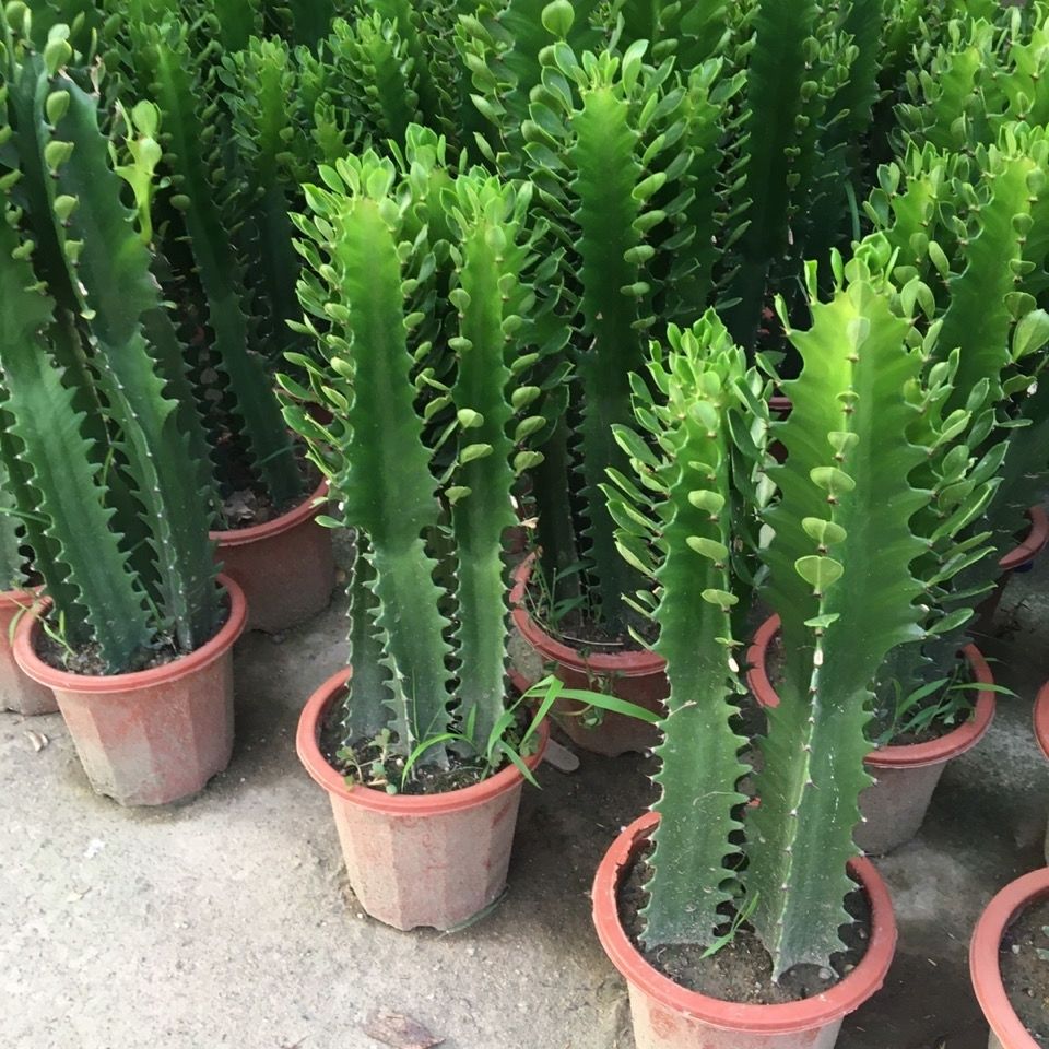 龙骨植物办公室盆栽外客厅仙人掌吸甲醛四季好养植物绿植巴西龙骨