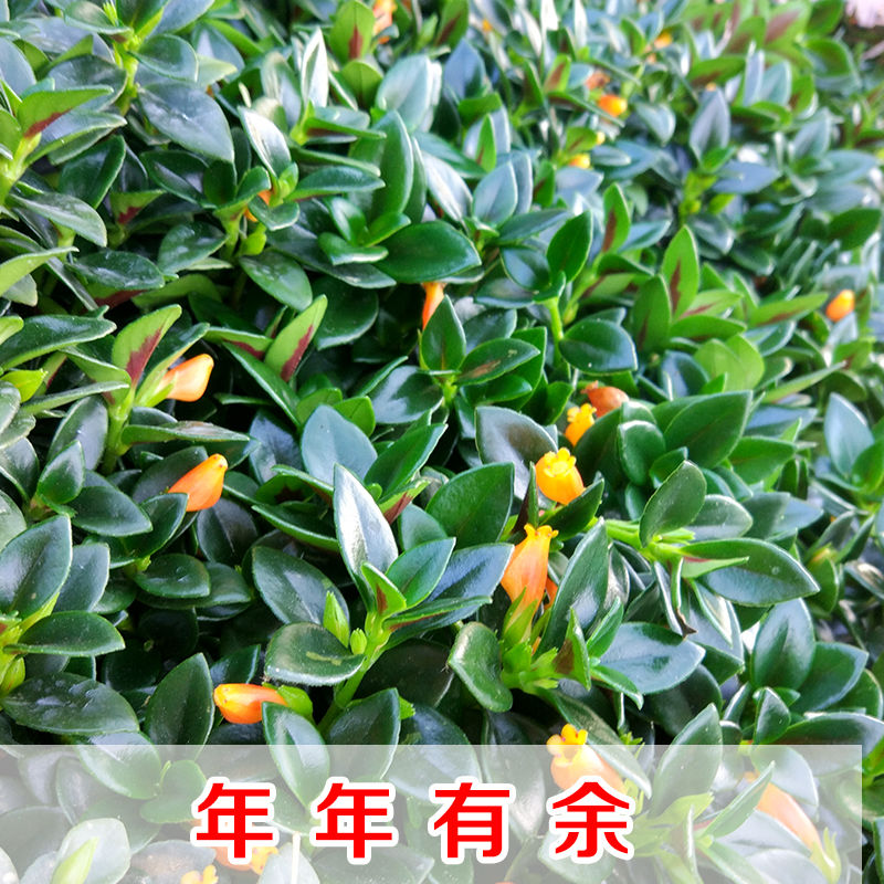 金鱼花吊盆栽室兰绿植内庭院阳台净化空气吸甲醛好养观花植物花卉