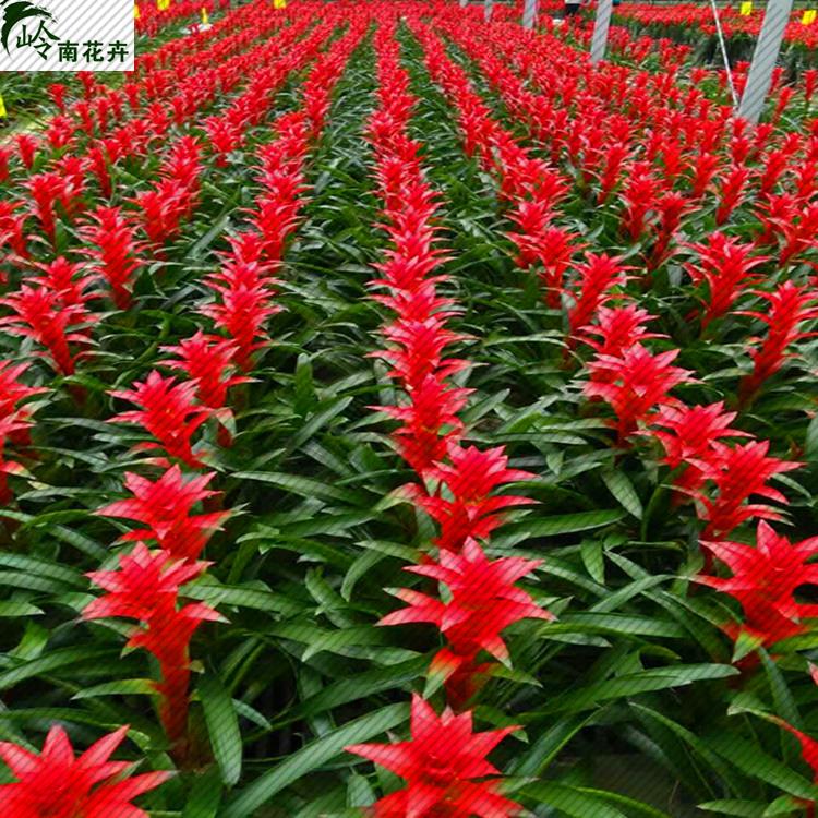 鸿运当头盆栽小红星办公室开红花卉绿植物大型好养凤梨吸客厅
