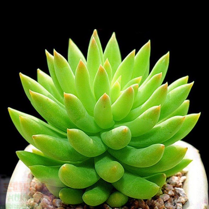 千佛手群多肉植多头生物玉珠帘办公室内阳台桌面绿植花卉组合盆栽