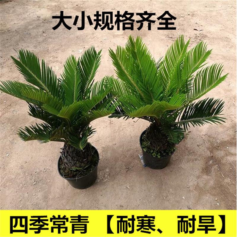 铁树盆景铁树 小苗 客厅盆栽 四季常青植物 盆栽铁树室内外盆栽