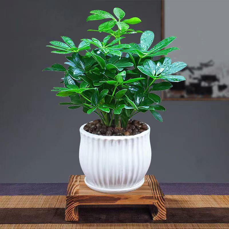 四季常青来财鸭脚八方木室内阳台桌面绿植盆栽花卉发财树苗招财树