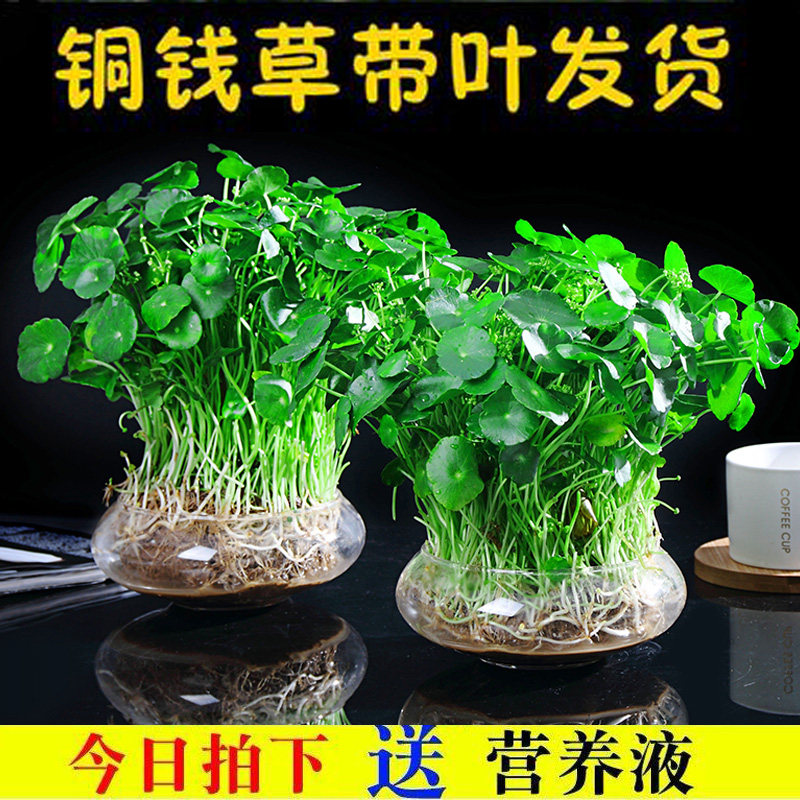 四季好养铜钱培盆草水栽绿植物客厅办公室内花卉绿萝水养金钱草籽