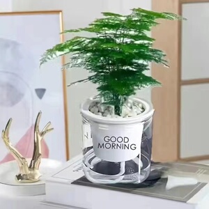 文竹盆栽植物盆景室内水培云客厅桌面办公室绿植好养卧室聚财房间