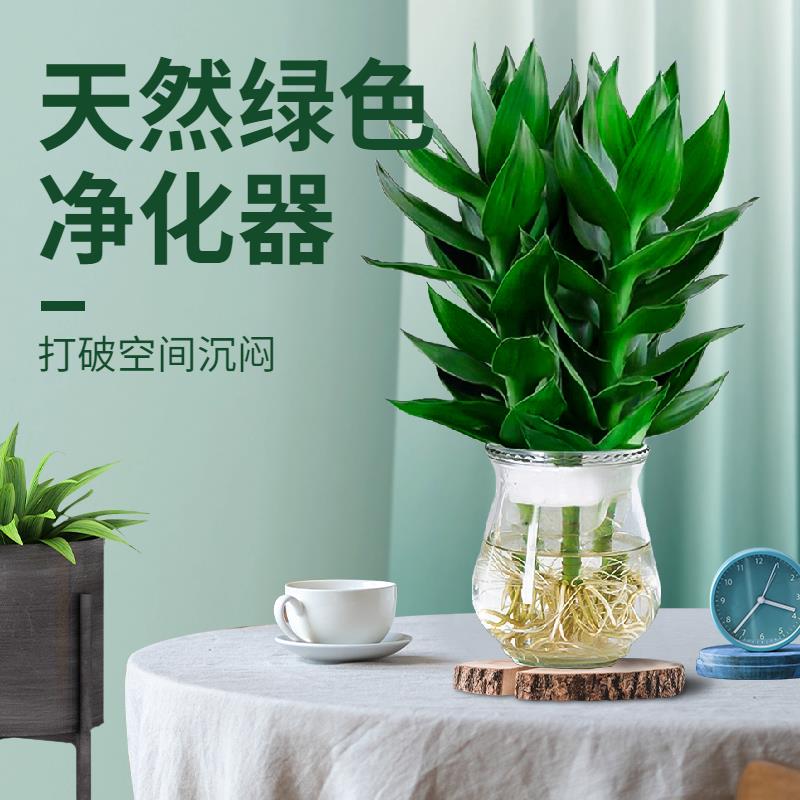 观音竹水花卉根培带绿植富贵竹植物绿萝室内盆栽转运竹带花瓶好养