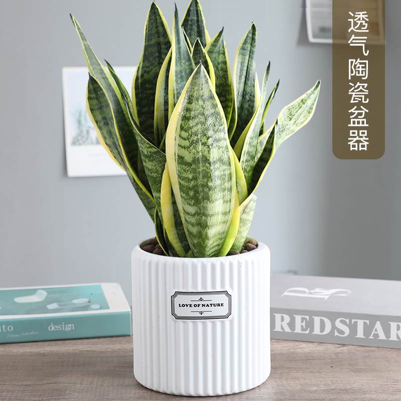 金边虎皮花卉多兰盆栽肉水培植物大型绿植室内吸除甲醛常青虎尾兰