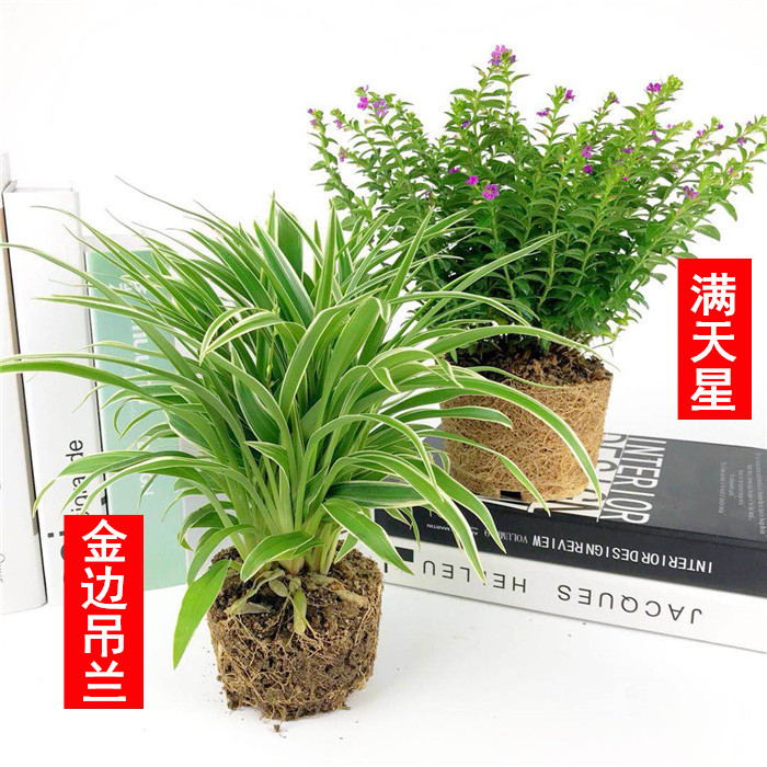大金边金心植物吊兰室内垂吊吸甲醛净化空气水培绿植盆栽花卉四季
