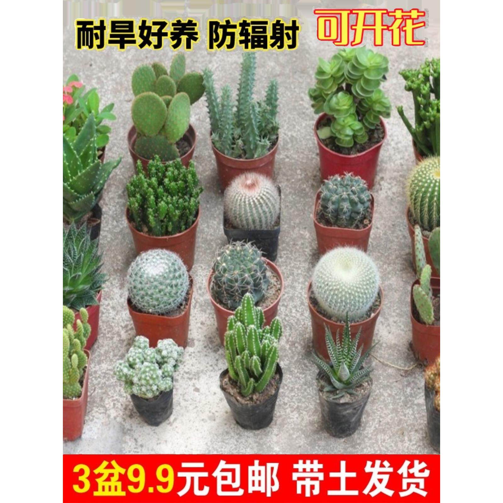 多肉仙人掌盆栽绿组合植开花仙人球组合办公室桌面喜阳室内植物