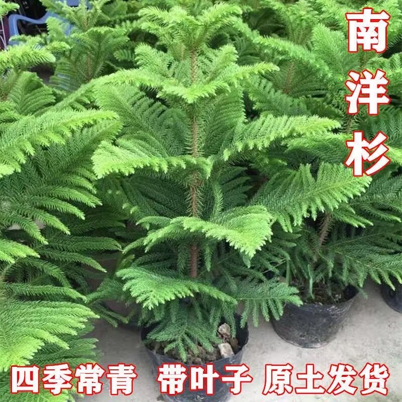南洋杉盆栽耐寒南洋松树苗圣诞树盆景花卉绿植四季常青室内外绿植