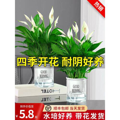 一帆风顺白掌绿植盆栽水培花卉植物办公室内绿萝红掌四季开花好养