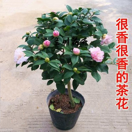 茶花山茶花苞花盆栽带阳台客厅绿植花卉植物花苗开花盆景树苗