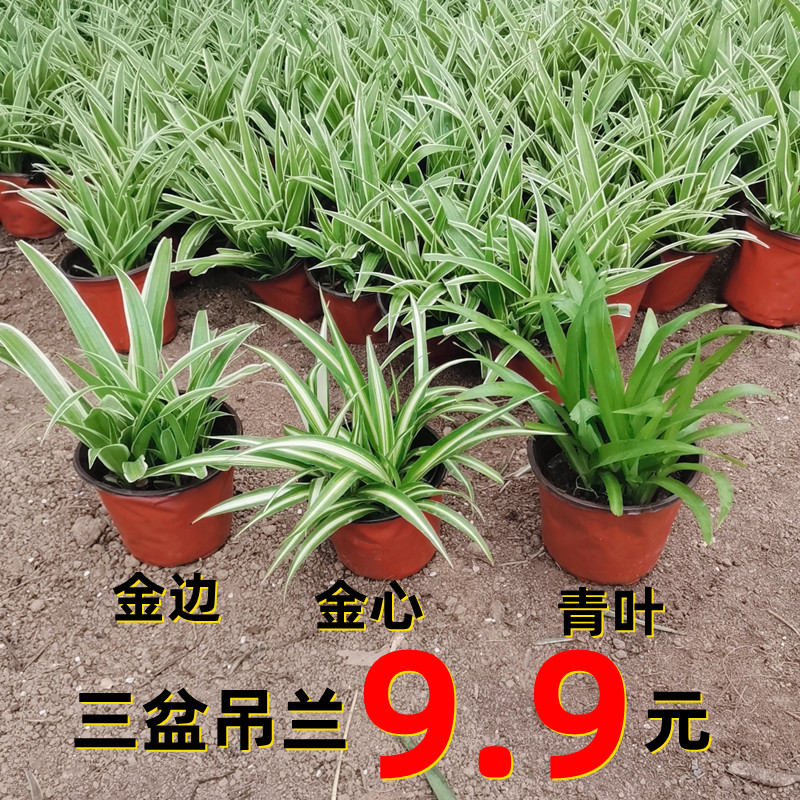 吊兰金边青叶金心吊兰吊兰盆栽办公室内绿植吊兰净化空气花卉客厅