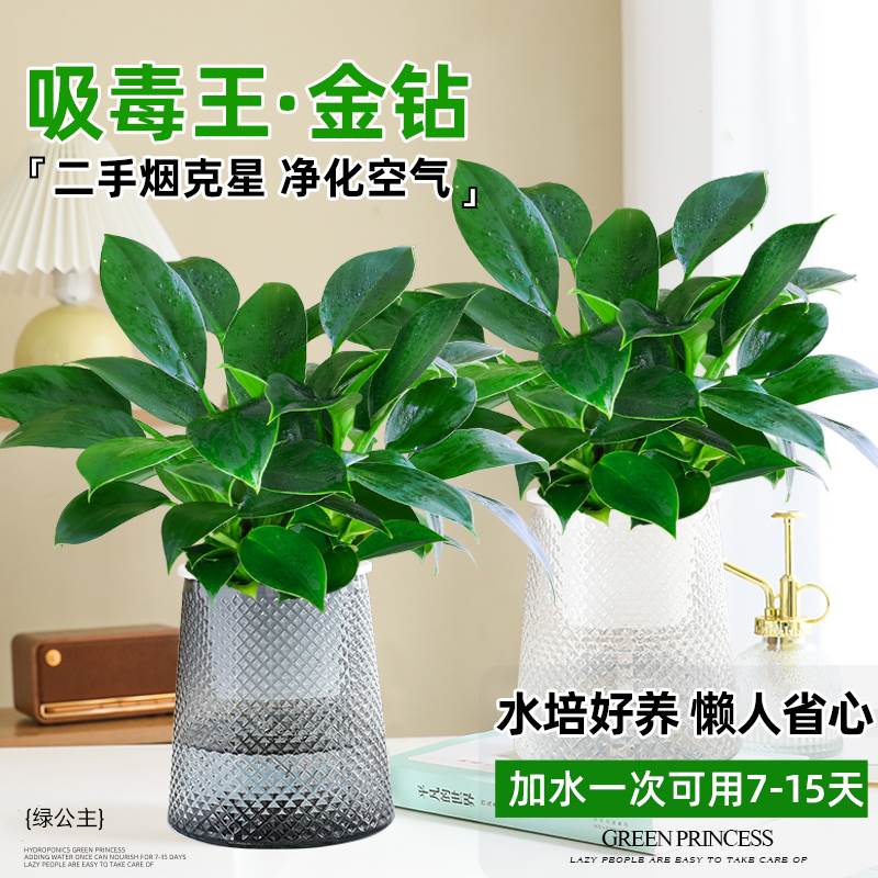 金钻绿公水盆栽主绿植培花卉室内植物四季绿萝好养净化空气吸甲醛