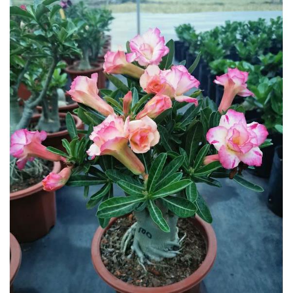 重瓣沙漠玫瑰花苗盆栽四季花卉绿植物老桩室内阳台小盆景当年开花