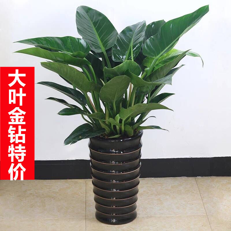 室内大型金钻金钻盆栽蔓绿绒绿植办公室客厅花卉吸甲醛植物盆景