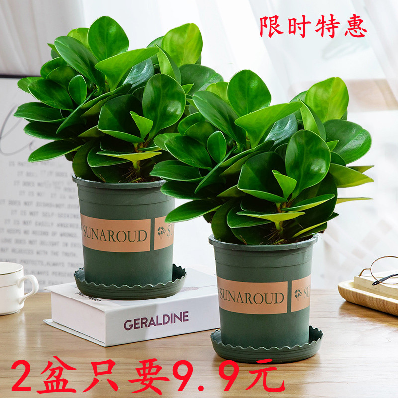 豆瓣绿盆绿萝水碧玉栽培文竹花卉吸烟绿植办公室内新房防辐射甲醛